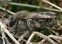 Trout-lily Mining Bee - photo 2
