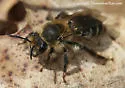 Trout-lily Mining Bee - photo 3