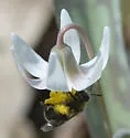 Trout-lily Mining Bee - photo 4