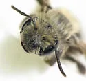 Trout-lily Mining Bee - photo 5