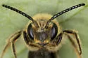 Andrena forbesii