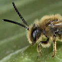 Andrena forbesii - photo 2