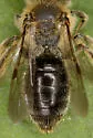 Andrena forbesii - photo 4