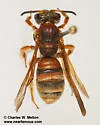 Andrena fracta - photo 2