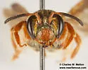Andrena fracta - photo 3