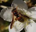 Andrena fracta - photo 4