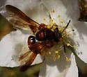 Andrena fracta - photo 5