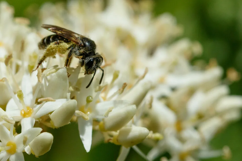 Fragile Miner Bee - photo 2