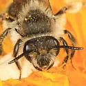 Andrena frigida - Andrena frigida