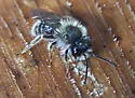 Andrena frigida - photo 2