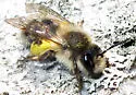 Andrena frigida - photo 3