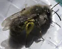 Andrena frigida - photo 4