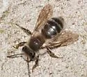 Andrena frigida - photo 5