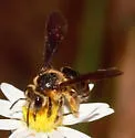 Andrena fulvipennis