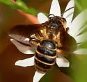 Andrena fulvipennis - photo 2
