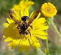 Andrena fulvipennis - photo 3