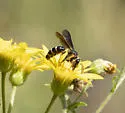 Andrena fulvipennis - photo 4