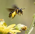 Andrena fulvipennis - photo 5