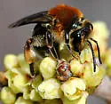 Andrena fuscicauda - Andrena fuscicauda