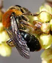 Andrena fuscicauda - photo 2