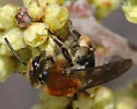 Andrena fuscicauda - photo 3