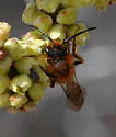 Andrena fuscicauda - photo 4