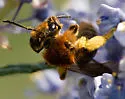 Andrena fuscicauda - photo 5
