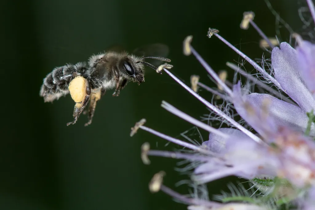 Andrena geranii - photo 2