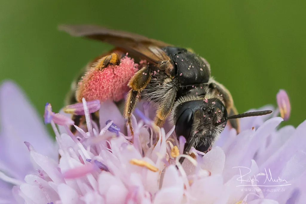 Large Scabious Mining Bee - photo 2