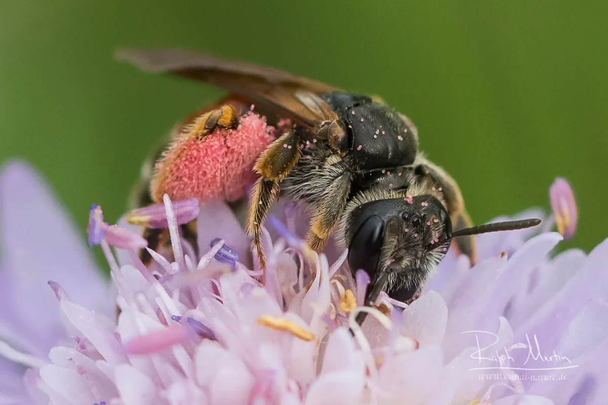 Large Scabious Mining Bee - photo 3
