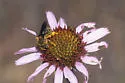 Andrena haynesi - photo 2