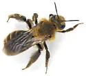 Andrena haynesi - photo 3