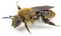 Andrena haynesi - photo 4