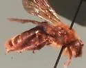 Andrena haynesi - photo 5