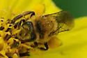 Sunflower Miner Bee