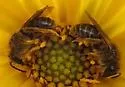 Sunflower Miner Bee - photo 2