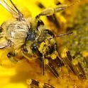 Sunflower Miner Bee - photo 3