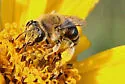 Sunflower Miner Bee - photo 4