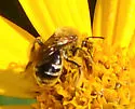 Sunflower Miner Bee - photo 5