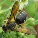 Andrena hilaris - photo 2