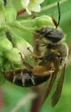 Andrena hilaris - photo 3