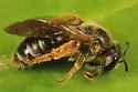 Andrena hippotes - Andrena hippotes