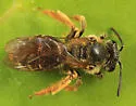 Andrena hippotes - photo 2