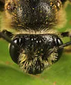 Andrena hippotes - photo 3