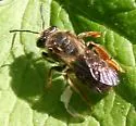 Andrena hippotes - photo 4