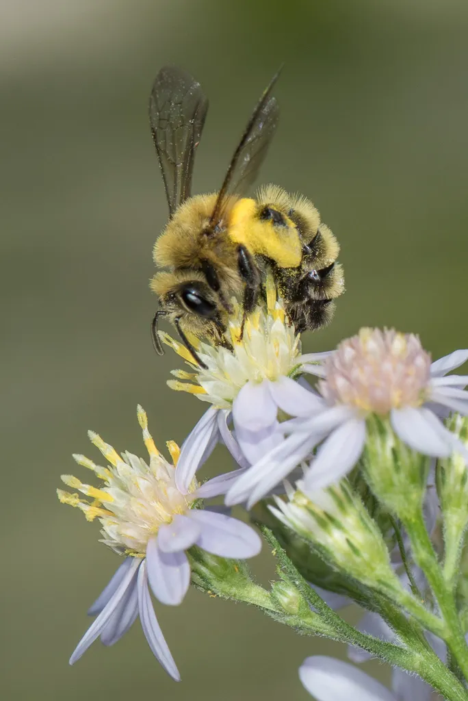 Hairy-banded Mining Bee