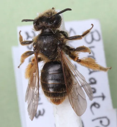 Andrena humilis - Andrena humilis