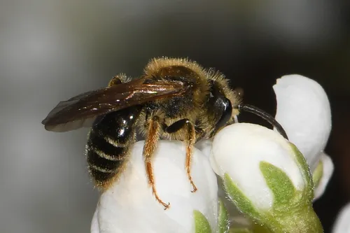 Andrena imitatrix - Andrena imitatrix