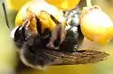 Andrena impolita - Andrena impolita