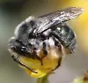 Andrena impolita - photo 2